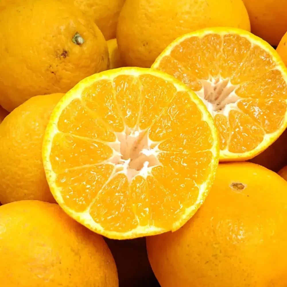 Chikyubatake Organic Handmade Shiranui Citrus Marmalade Jam 140g - Image 3