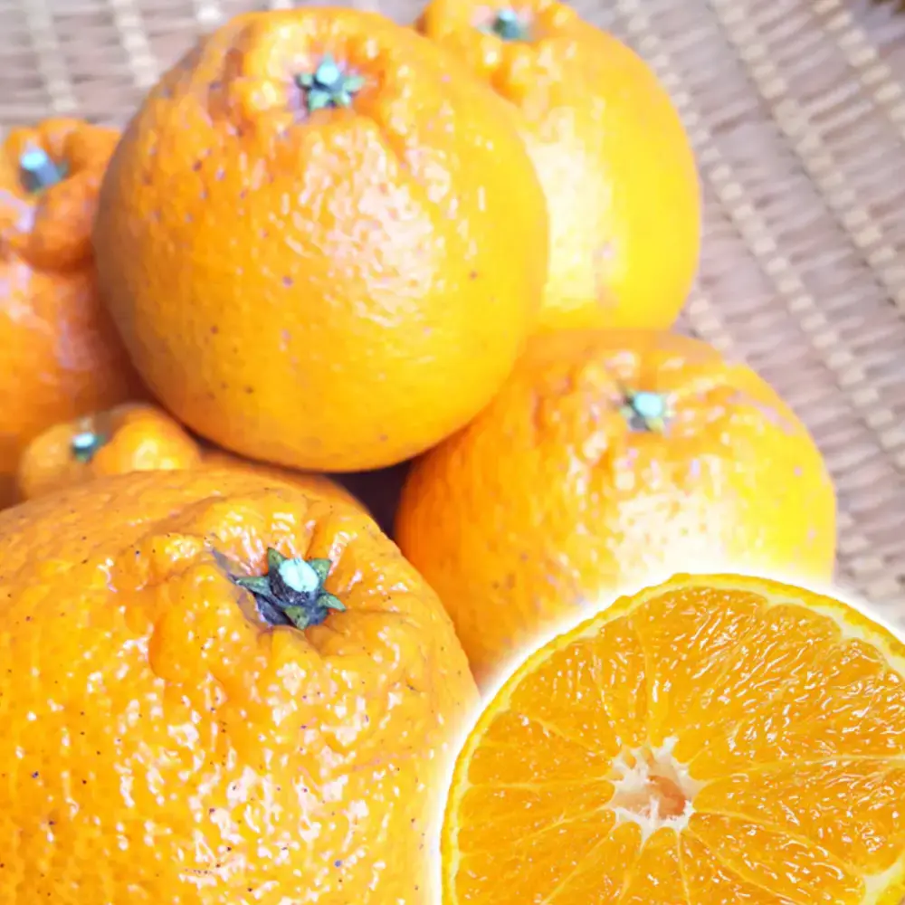 Chikyubatake Organic Handmade Shiranui Citrus Marmalade Jam 140g - Image 4