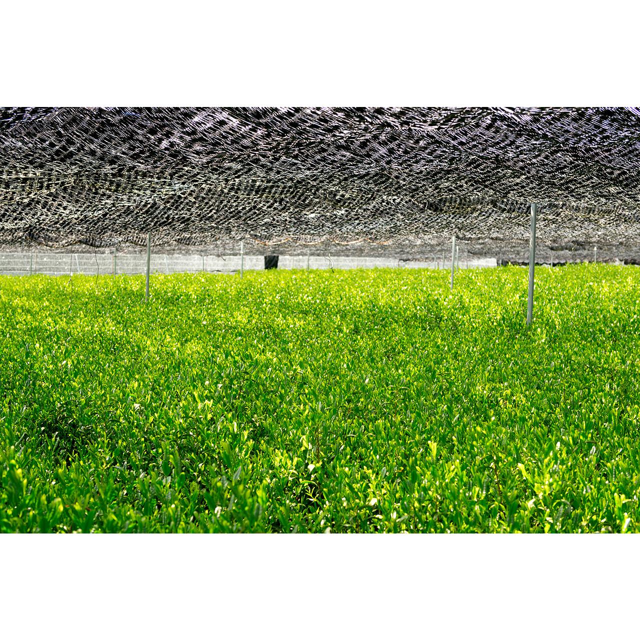 Magouemon Yamashiro Premium Uji Matcha Hand-Picked & Stone Milled 40g - Image 3